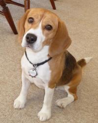 Retired from the show ring to a country home. Surprisingly, she knew few behaviors to adapt to daily life. Fortunately, she was an eager student. Retired from the show ring to a country home. Surprisingly, she knew few behaviors to adapt to daily life. Fortunately, she was an eager student.