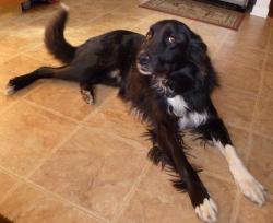 Was rescued from dreadful living conditions and isolation. In spite of his tough start in life, he was eager to learn and settled into a well mannered, playful family companion Was rescued from dreadful living conditions and isolation. In spite of his tough start in life, he was eager to learn and settled into a well mannered, playful family companion