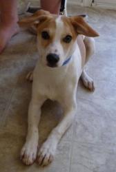 Was a young puppy with a lot to learn and a willingness to give it his all ! Was a young puppy with a lot to learn and a willingness to give it his all !