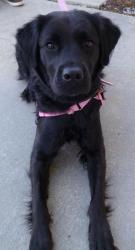 Is a complicated girl who is wary of strangers and protective of her new family. Training provided coping skills and confidence to try new things and make new friends. Is a complicated girl who is wary of strangers and protective of her new family. Training provided coping skills and confidence to try new things and make new friends.