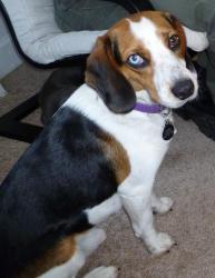 When we picked up Odie from HSWC he really lived up to his name-sake. Actually he's smarter than we thought and responds to the click and treat method really well - especially when Karol visits! When we picked up Odie from HSWC he really lived up to his name-sake. Actually he's smarter than we thought and responds to the click and treat method really well - especially when Karol visits!