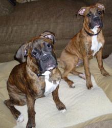 WHO went to pick out a puppy and came home with two? More loving and dedicated people parents would be hard to find. They achieved amazing results with this happy pair. WHO went to pick out a puppy and came home with two? More loving and dedicated people parents would be hard to find. They achieved amazing results with this happy pair.