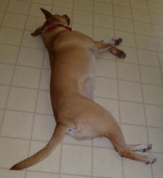 Hey, training is hard work ... I deserve a rest! Hey, training is hard work ... I deserve a rest!