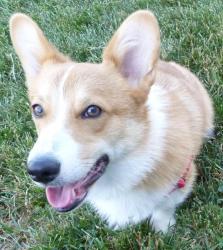 Is a puppy who is mastering the basics in good manners so that he can venture in to agility or rally-o. His athletic build and puppy energy make him a great candidate for dog sports. Is a puppy who is mastering the basics in good manners so that he can venture in to agility or rally-o. His athletic build and puppy energy make him a great candidate for dog sports.