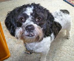 Had a ruff time in a puppy mill and then spent some not-so-hard time in a prison training program. An early release for GREAT behavior sent him on his way to a forever home. He needed a little training tune up there and is a cherished family member. Had a ruff time in a puppy mill and then spent some not-so-hard time in a prison training program. An early release for GREAT behavior sent him on his way to a forever home. He needed a little training tune up there and is a cherished family member.