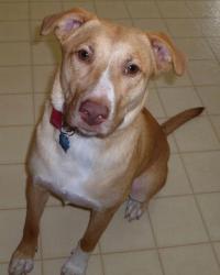 What's your pleasure? Heidi is the  What's your pleasure? Heidi is the