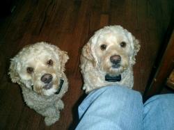 These feisty siblings spent hours protecting their turf behind an underground fence. Highly stressed from frustration and out of reach temptation, their  These feisty siblings spent hours protecting their turf behind an underground fence. Highly stressed from frustration and out of reach temptation, their