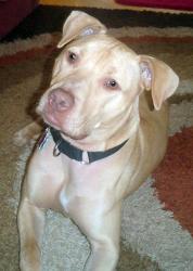 A shelter adoption whose puppy hood was full of pain due to a badly mangled leg, requiring surgery and weeks of physical. In spite of that he was a lively prankster who definitely benefitted from good manners training. A shelter adoption whose puppy hood was full of pain due to a badly mangled leg, requiring surgery and weeks of physical. In spite of that he was a lively prankster who definitely benefitted from good manners training.