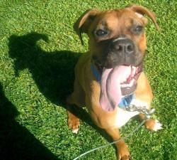 A lively puppy with lots of time on his hands. His simgle, working Mom, needed help with basic good manners and some outlets for all that puppy. A lively puppy with lots of time on his hands. His simgle, working Mom, needed help with basic good manners and some outlets for all that puppy.