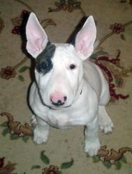 A pup-in-progress. Typical of his breed, he was fairly persistent in wanting and getting his way. A pup-in-progress. Typical of his breed, he was fairly persistent in wanting and getting his way.