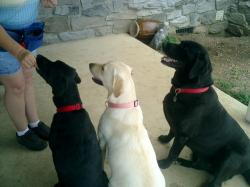 A learning lab-oratory of sorts. An exurberant pack full of mischief who needed some devotion ... A learning lab-oratory of sorts. An exurberant pack full of mischief who needed some devotion ...