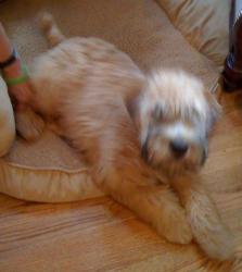 His Wheaten Welcome is now a polite greeting. Then he loves to show off his tricks