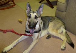 A young, energetic boy who needed some A young, energetic boy who needed some