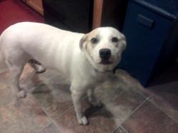 Good manners training Good manners training