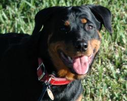 I developed professional techniques for dogs to be more obedient, confident, well-mannered and trusting using a simple conversational voice. I developed professional techniques for dogs to be more obedient, confident, well-mannered and trusting using a simple conversational voice.