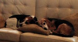 It's been a few years but Karol's simple positive methods have remained the most effective!  Pebbles and Odie miss her visits now that we are in the UK It's been a few years but Karol's simple positive methods have remained the most effective!  Pebbles and Odie miss her visits now that we are in the UK